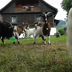 Отель Harreiterhof *